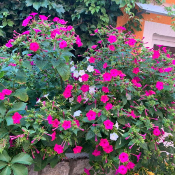 Apartments Božena, Apartments Božena, near beach in Krk, Croatia Krk